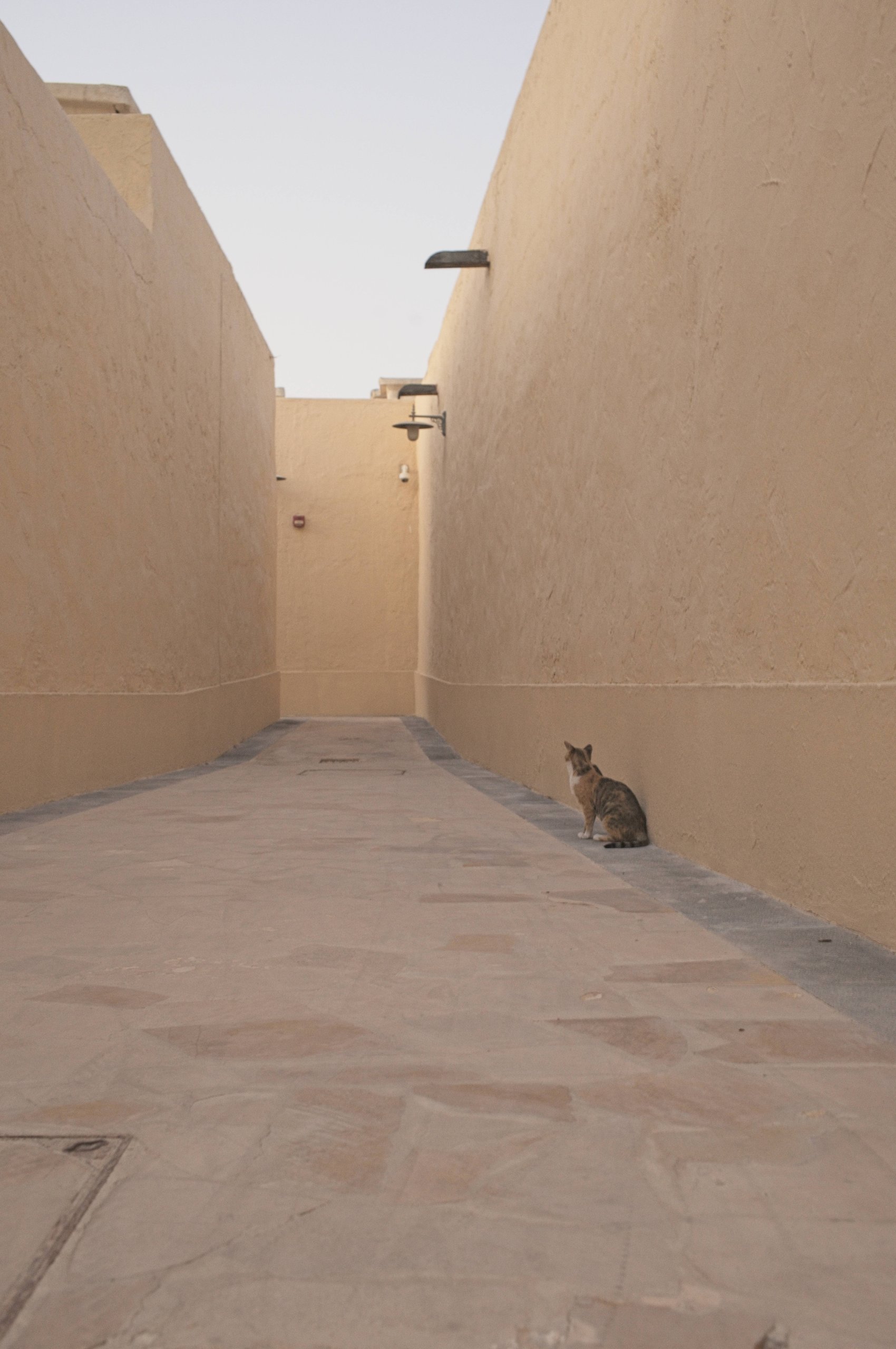 Katze sitzt in einer leeren sandfarbenen Gasse in Doha